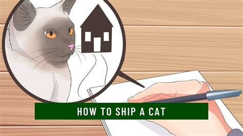 How to Ship a Cat Across Country