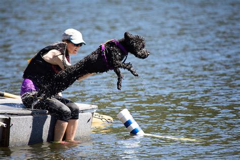 What Dogs Like to Swim: A Dive into Canine Aquatic Preferences and Beyond